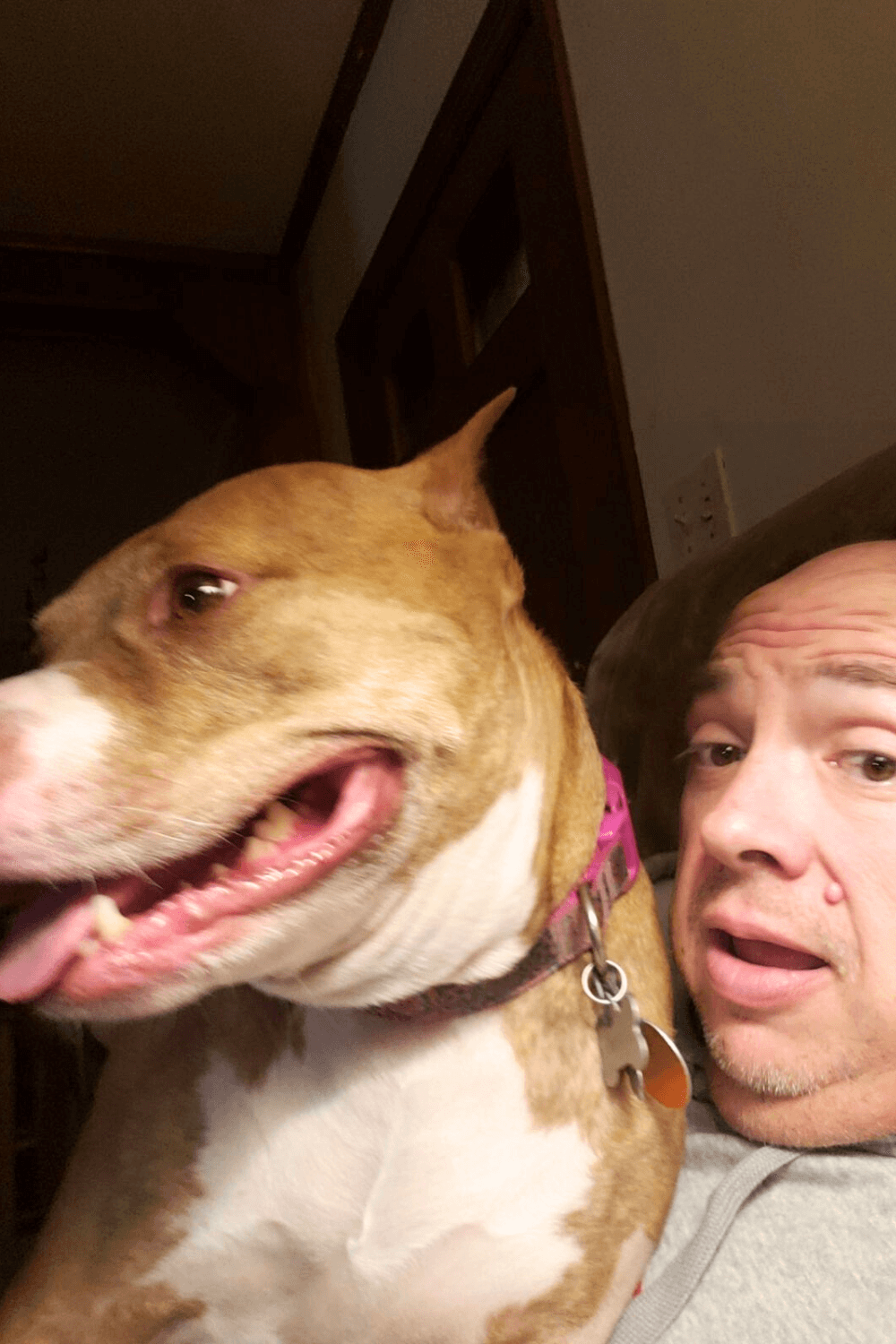 Rescued Pit Bull brings good karma to her new Army family
