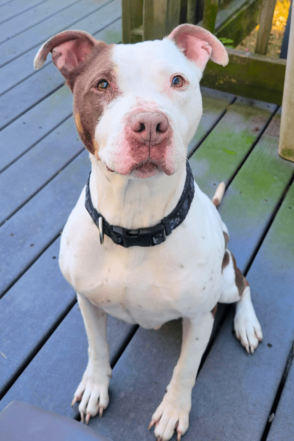 Submariner rescues abused Pit Bull after loss of his previous dog