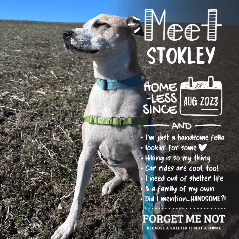 Stokley