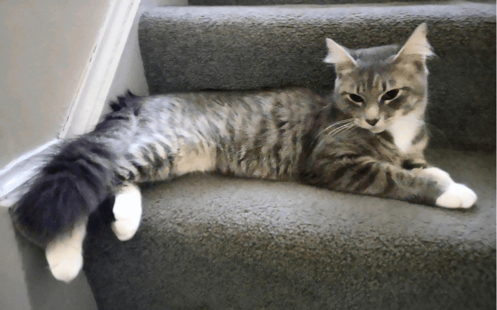 Air Force veteran finds renewed purpose with cricket-loving cat