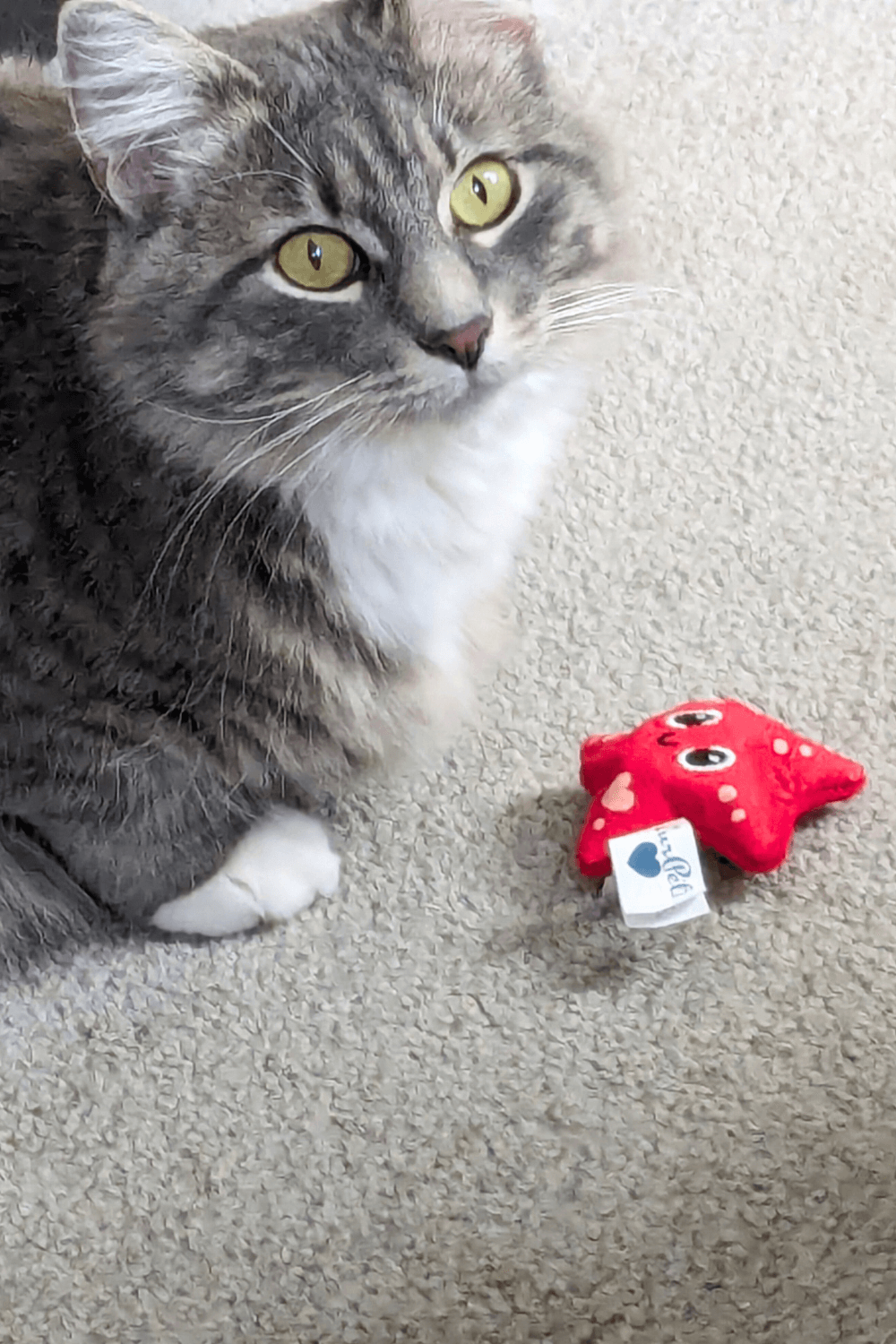 Air Force veteran finds renewed purpose with cricket-loving cat