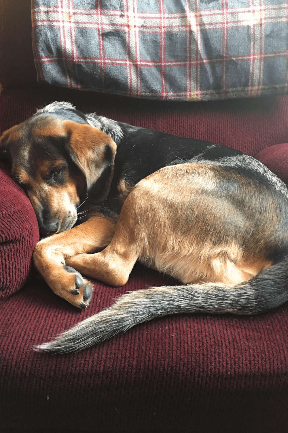 Rescue hound helps Vietnam veteran battle invisible wounds of war