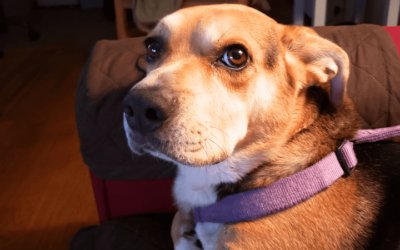 Abandoned dog now a Navy veteran’s football watching friend