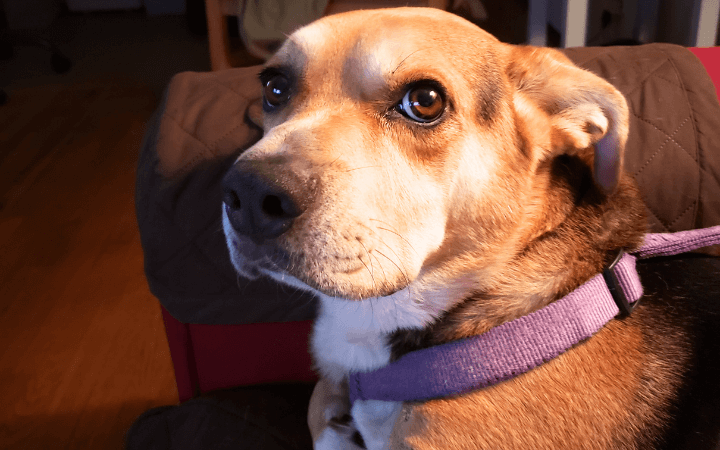 Abandoned dog now a Navy veteran's football watching friend