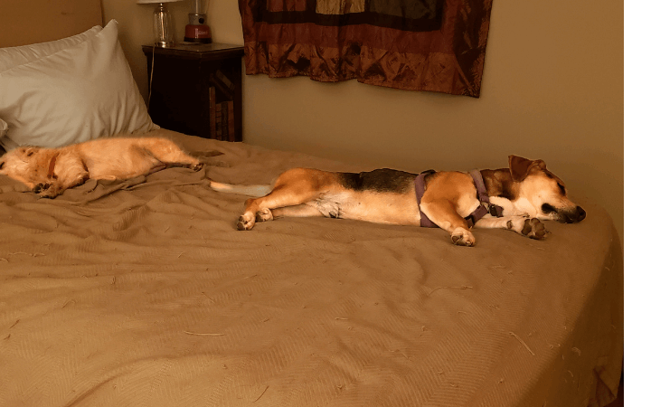 Abandoned dog now a Navy veteran's football watching friend