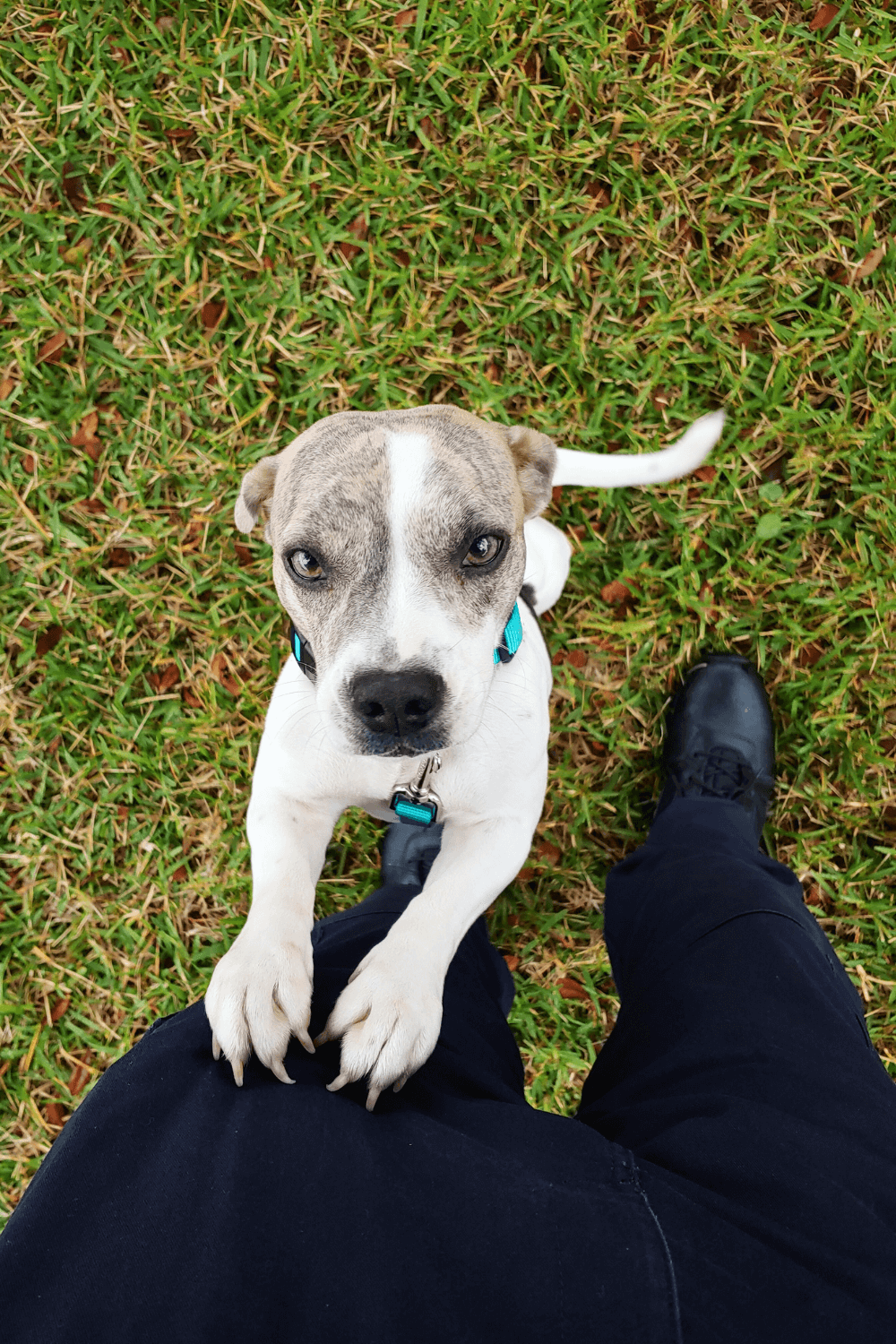 Rescue dog brings valuable life lessons to young military family