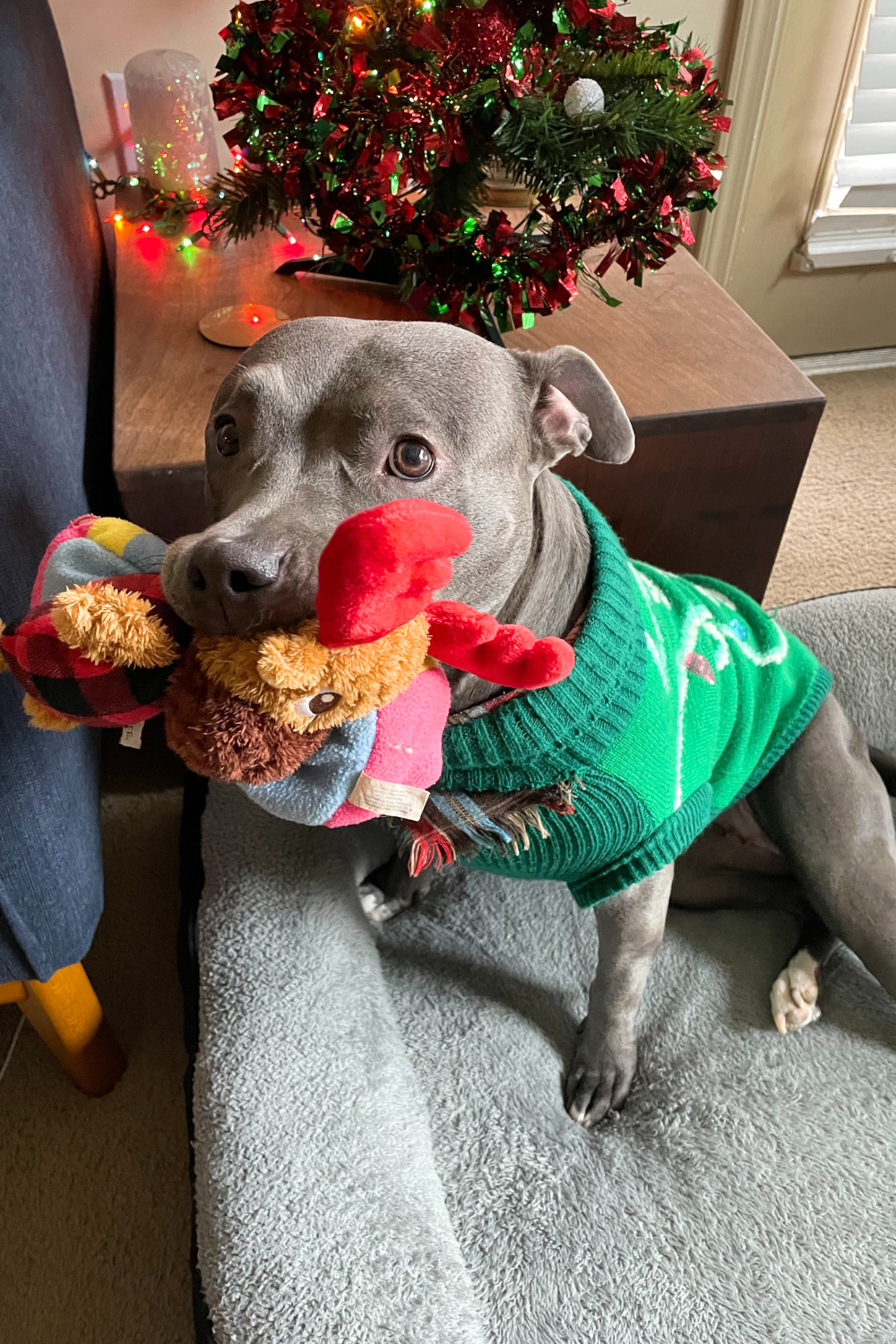 Veteran devoted to healing others saves dog with chronic medical needs