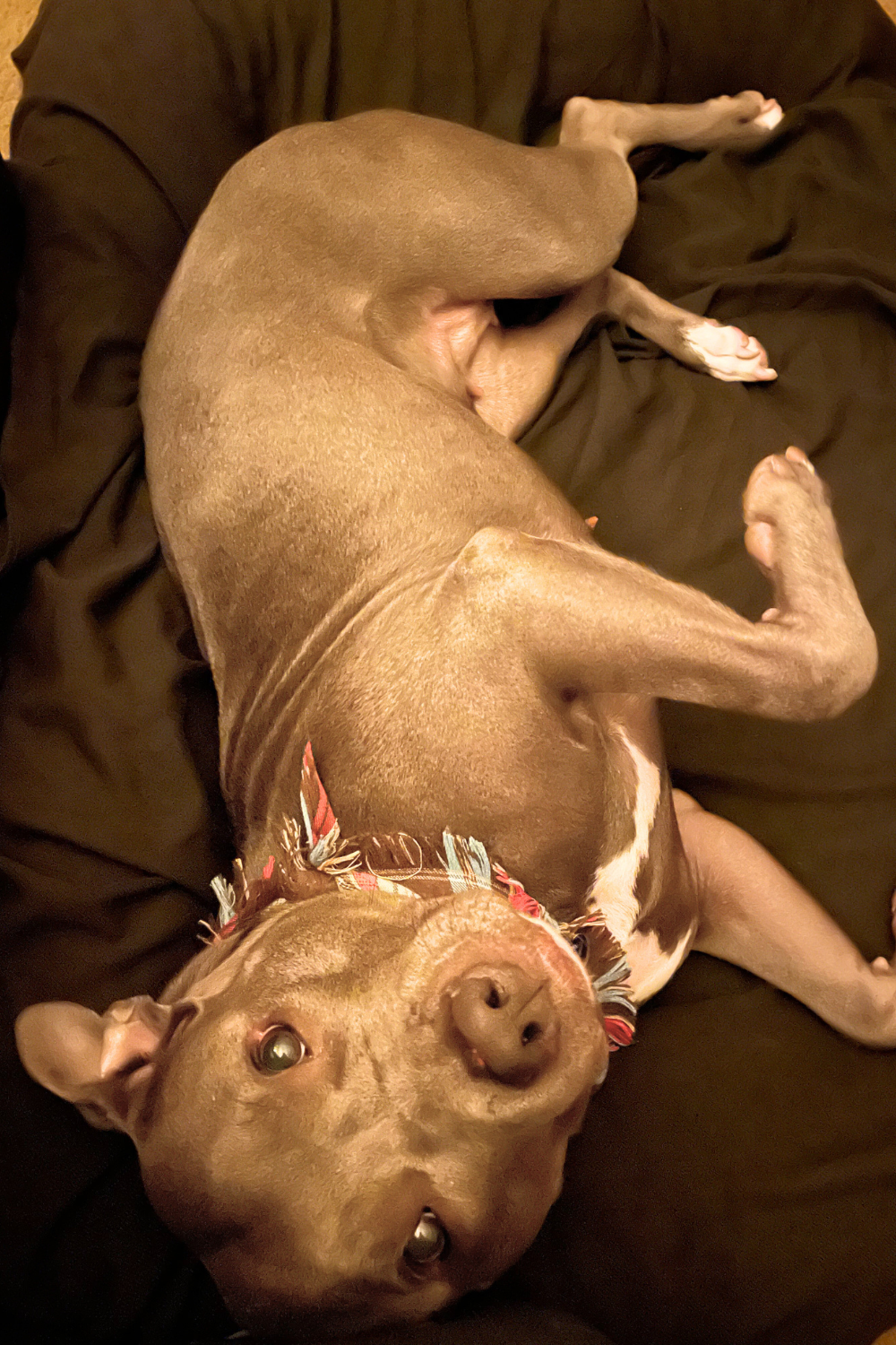 Veteran devoted to healing others saves dog with chronic medical needs