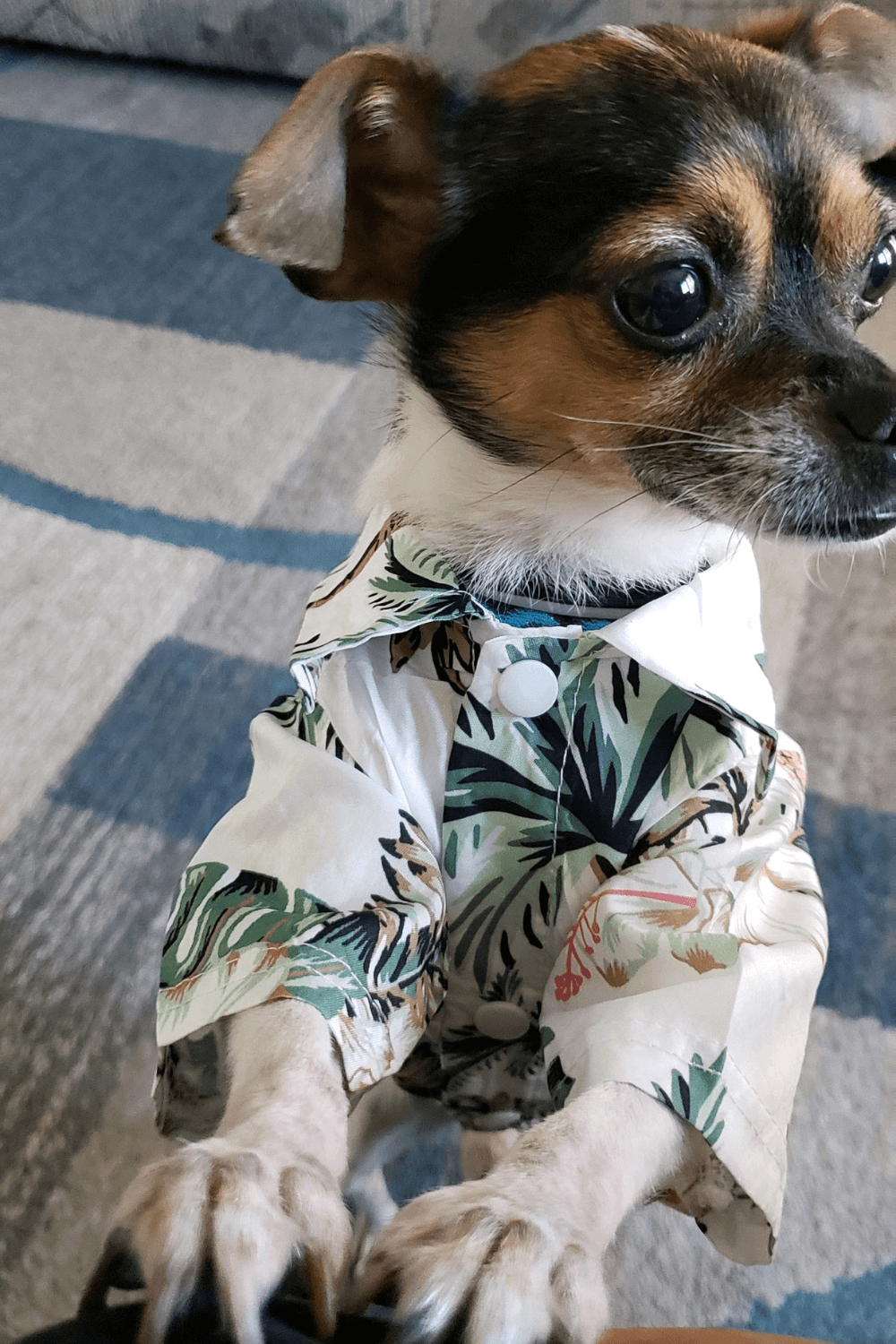 Pint sized rescue dog's love fills Air Force veterans' empty nest