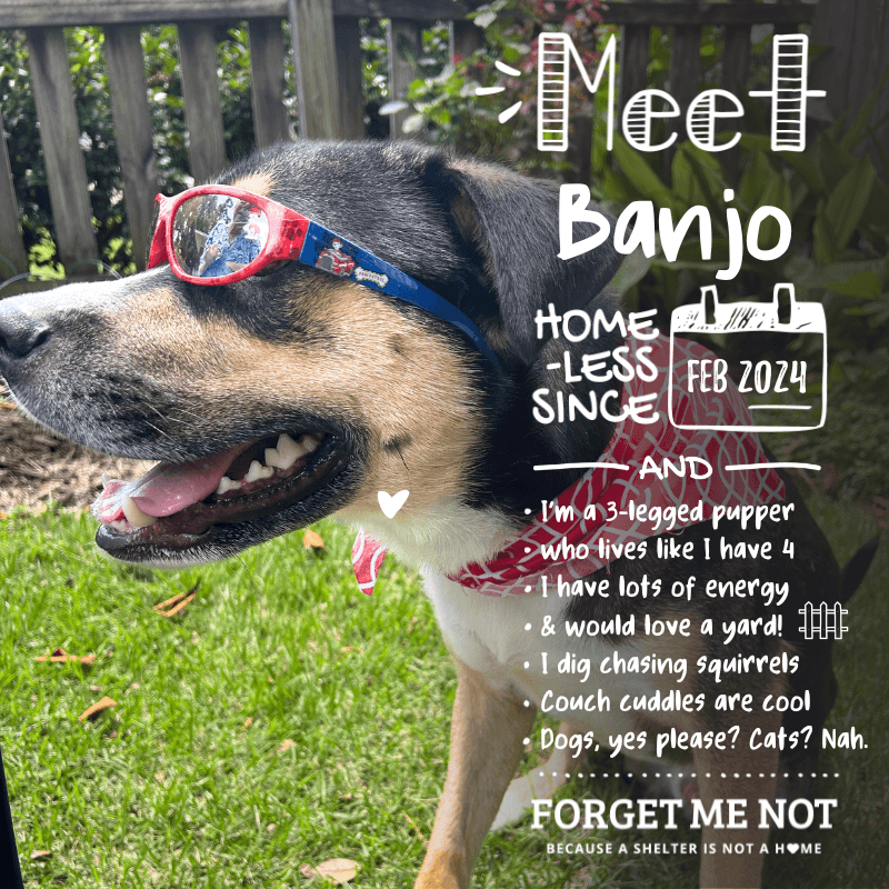 Banjo