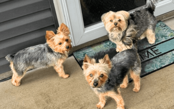 Third dog is the charm for retired Marine with soft spot for rescues