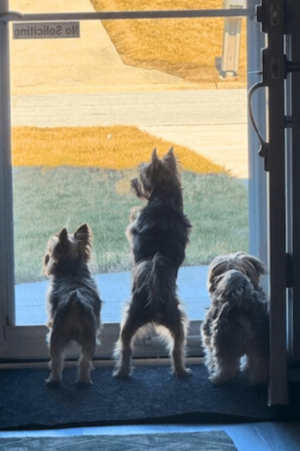 Third dog is the charm for retired Marine with soft spot for rescues