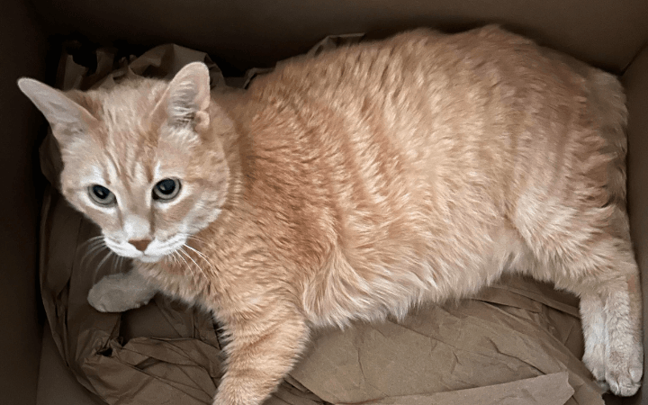Navy veteran charmed by old tabby cat with unexpected personality