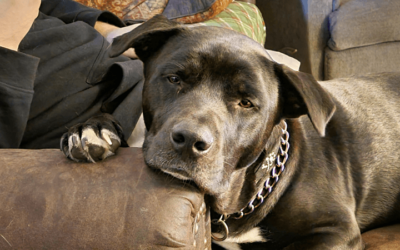 Coast Guard medic devoted to lifesaving rescues dogs in need