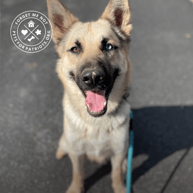 Troy is a great family dog who loves kids and other active pups!