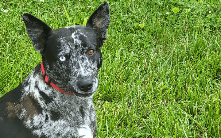 Rescue dog renews inner strength of Marine Corps veteran grappling with divorce