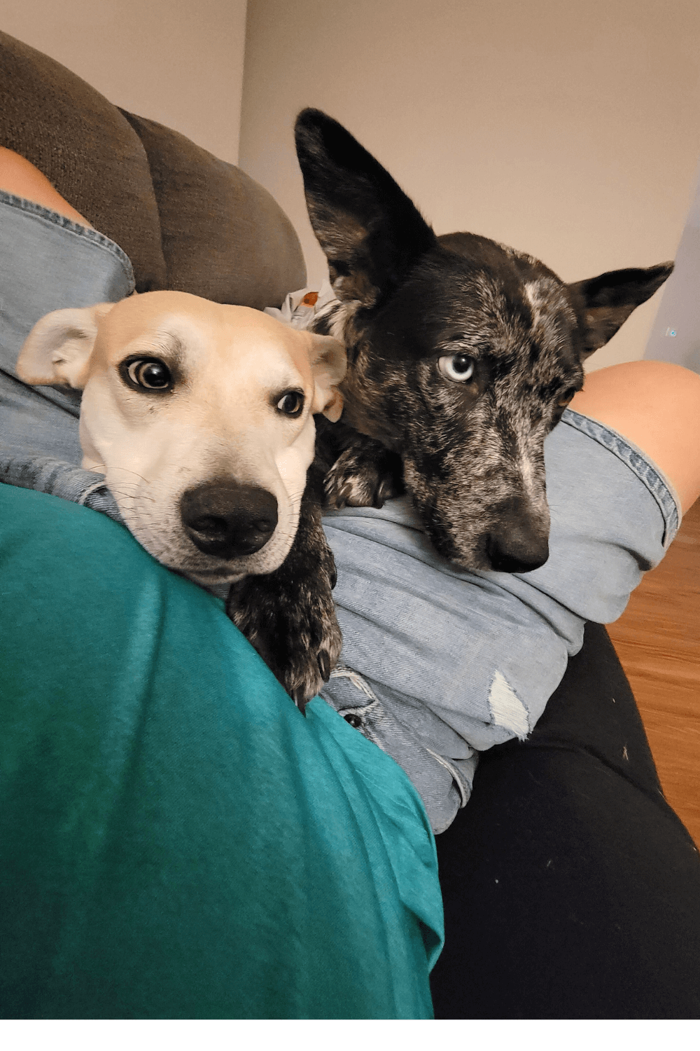 Rescue dog renews inner strength of Marine Corps veteran grappling with divorce