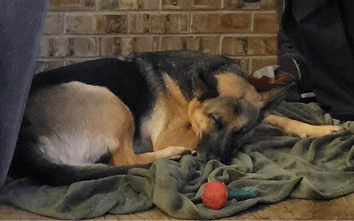 Coast Guard medic devoted to lifesaving rescues dogs in need