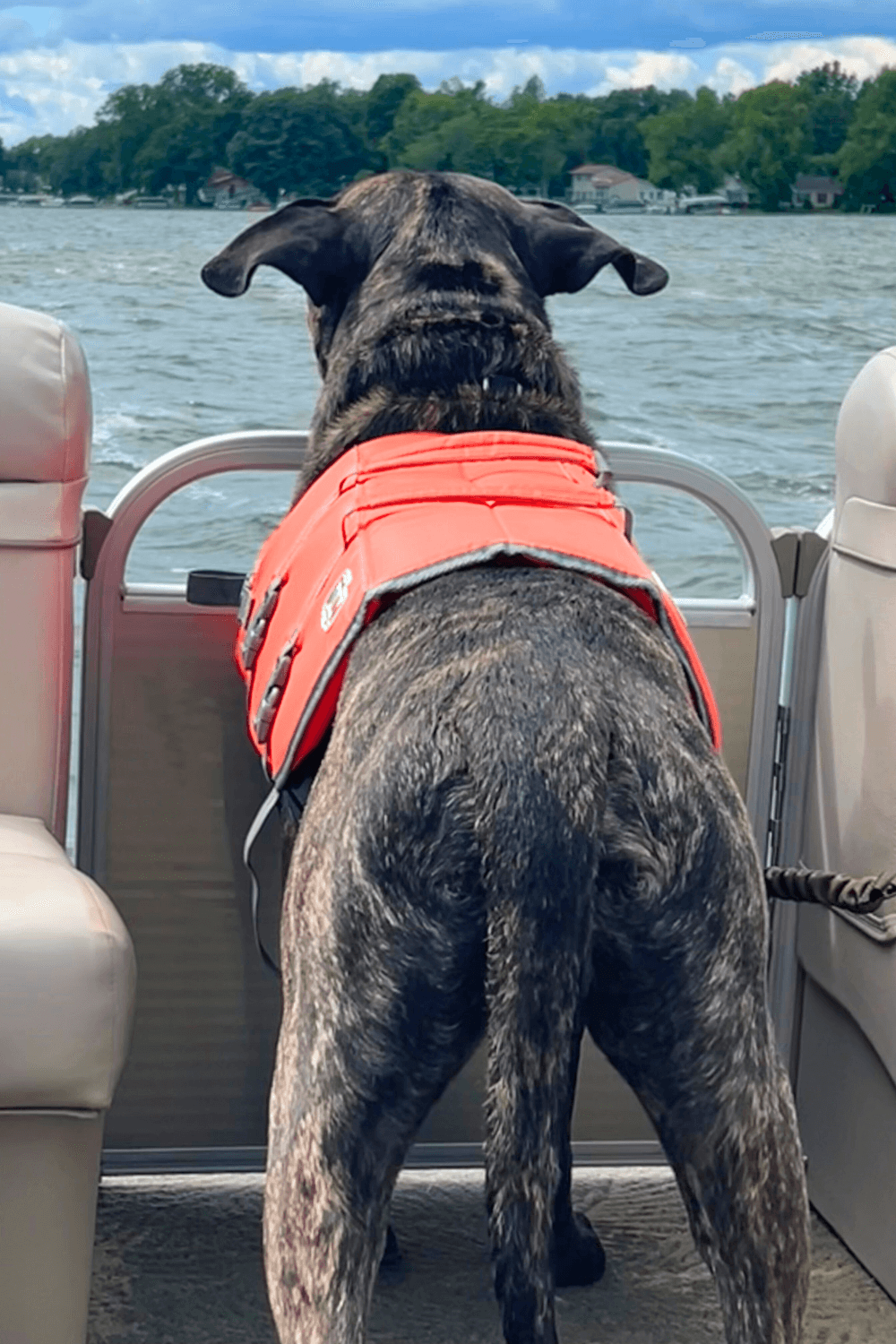 Air Force veteran grounded by 120 pounds of rescue dog love