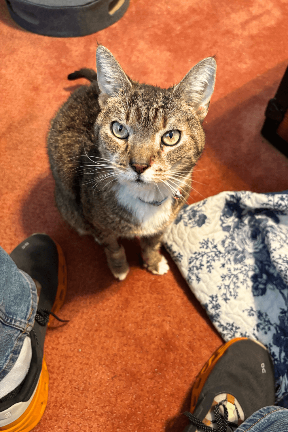 How a dog loving Navy veteran and widower became a cat guy