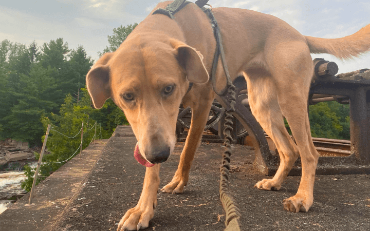 Soldier with passion for rescue adds abandoned dog to his pack