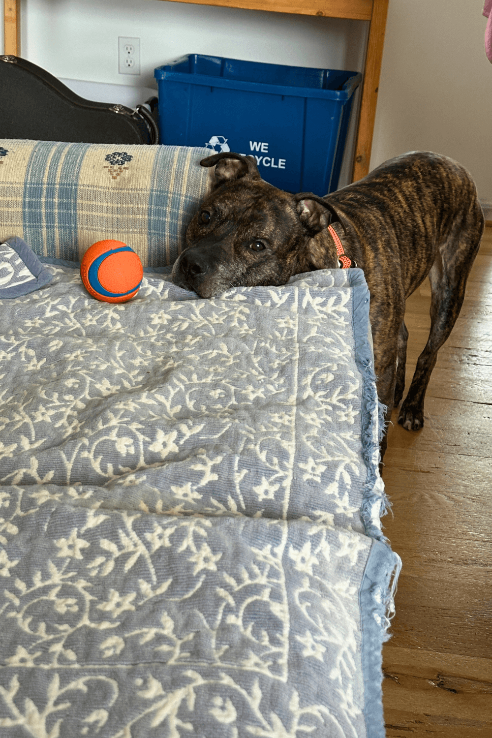 Marine veteran adopts cuddlesome Pit Bull to cope with loneliness of retirement
