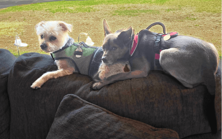 Traumatized dog helps Iraq war veteran face his own demons
