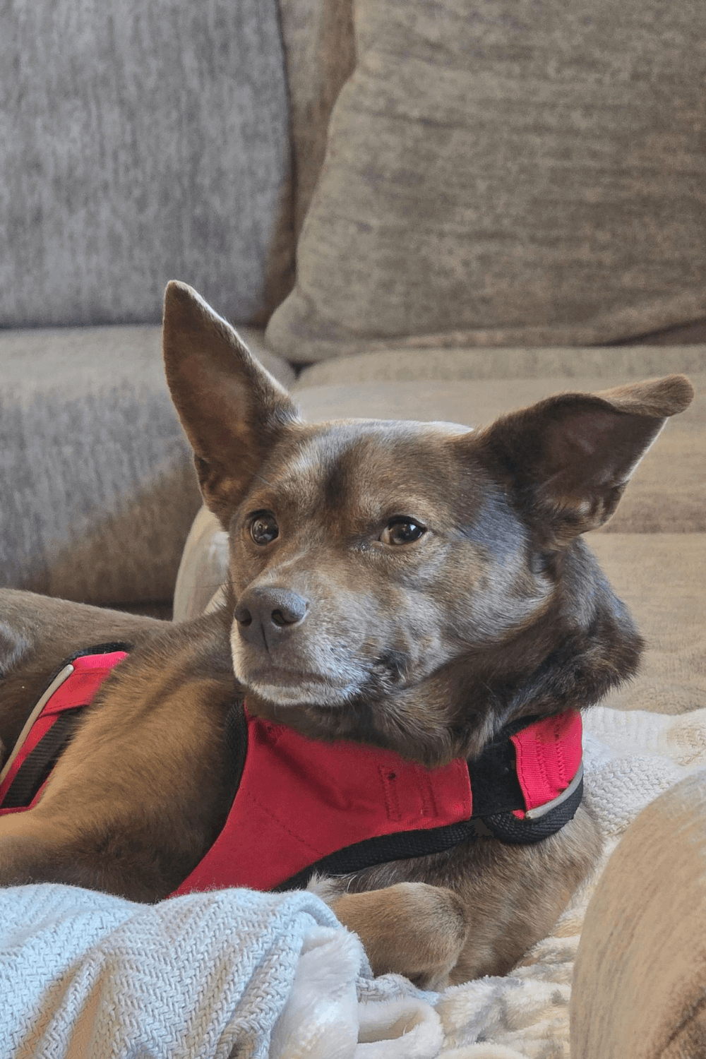 Traumatized dog helps Iraq war veteran face his own demons