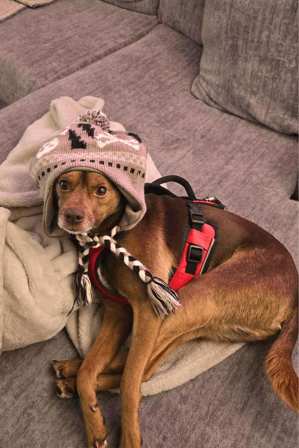 Traumatized dog helps Iraq war veteran face his own demons