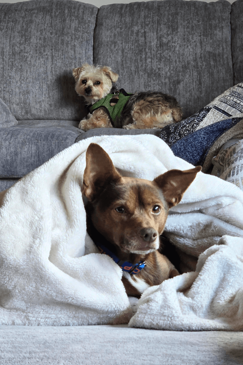 Traumatized dog helps Iraq war veteran face his own demons