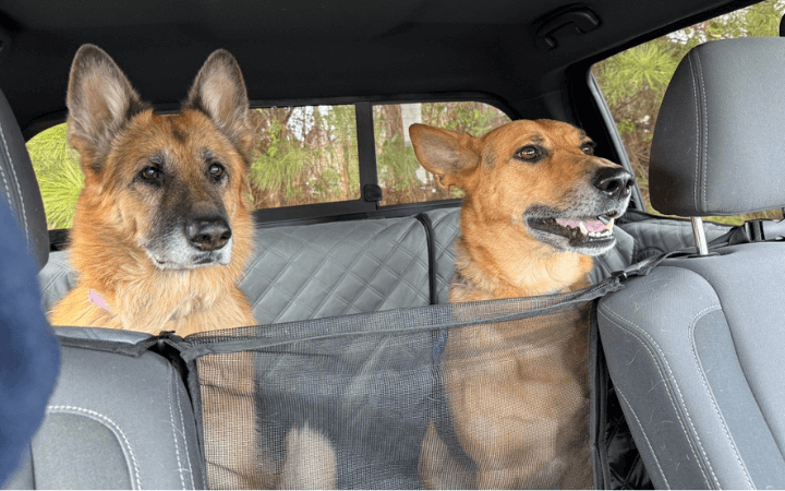Retired Navy veteran gains newfound joy with quirky rescue dog