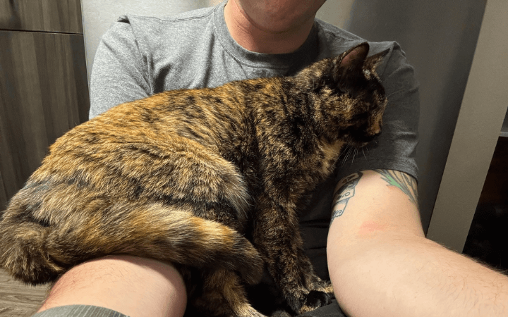 Rescue cat lets lonely sailor know that he is not alone