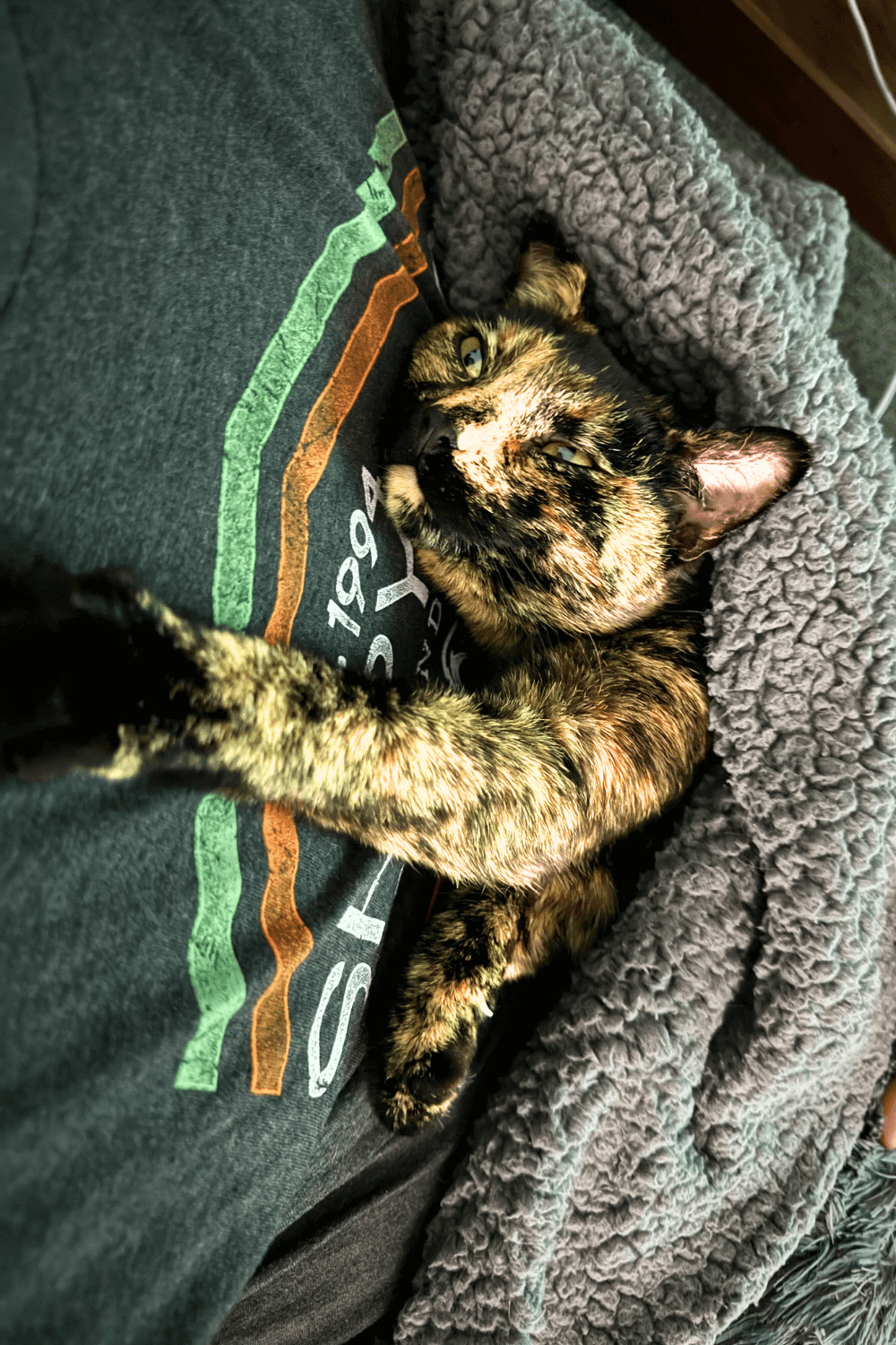 Rescue cat lets lonely sailor know that he is not alone