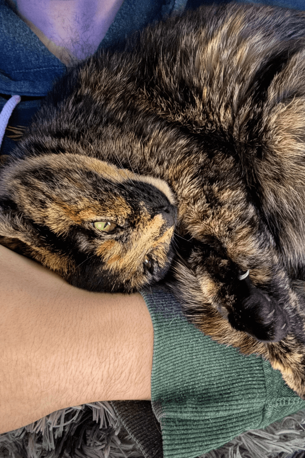 Rescue cat lets lonely sailor know that he is not alone