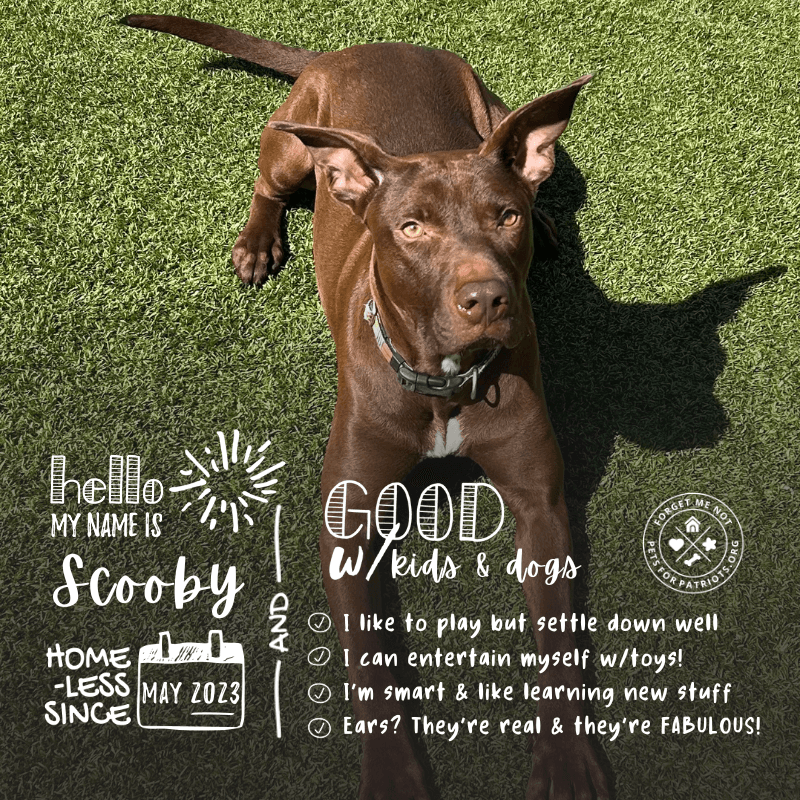 Scooby