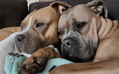 Pair of Pitties help an Air Force family ease its grief