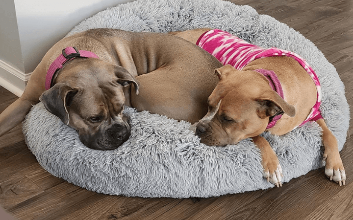 Pair of Pitties help an Air Force family ease its grief