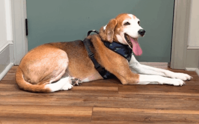 Abandoned hound gets last chance for a second chance at life
