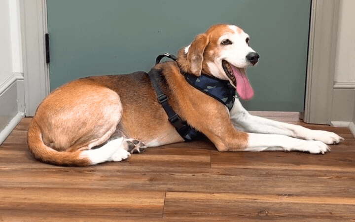 Abandoned hound gets last chance for a second chance at life