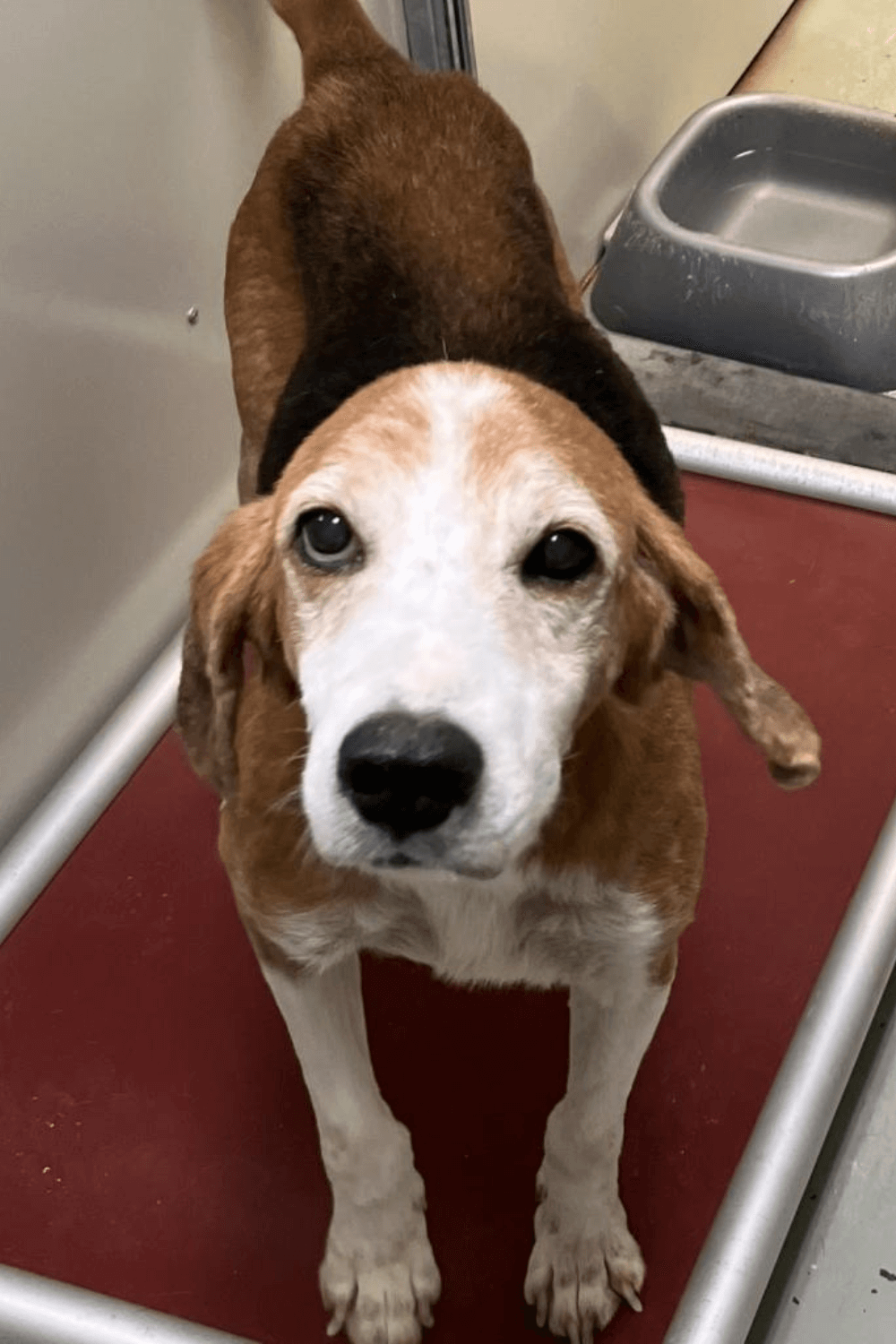 Abandoned hound gets last chance for a second chance at life