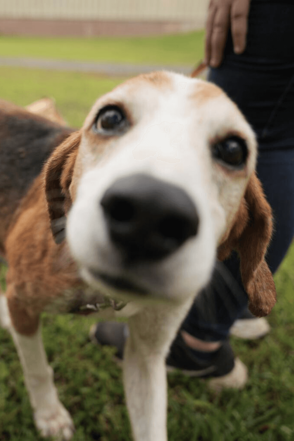 Abandoned hound gets last chance for a second chance at life