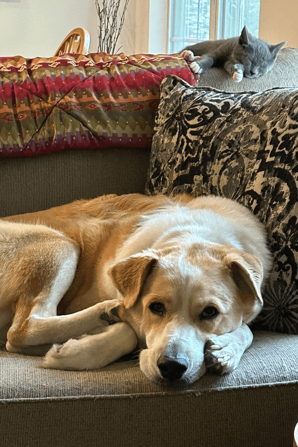 Navy veteran throws lifeline to rescue dog who saves her in return