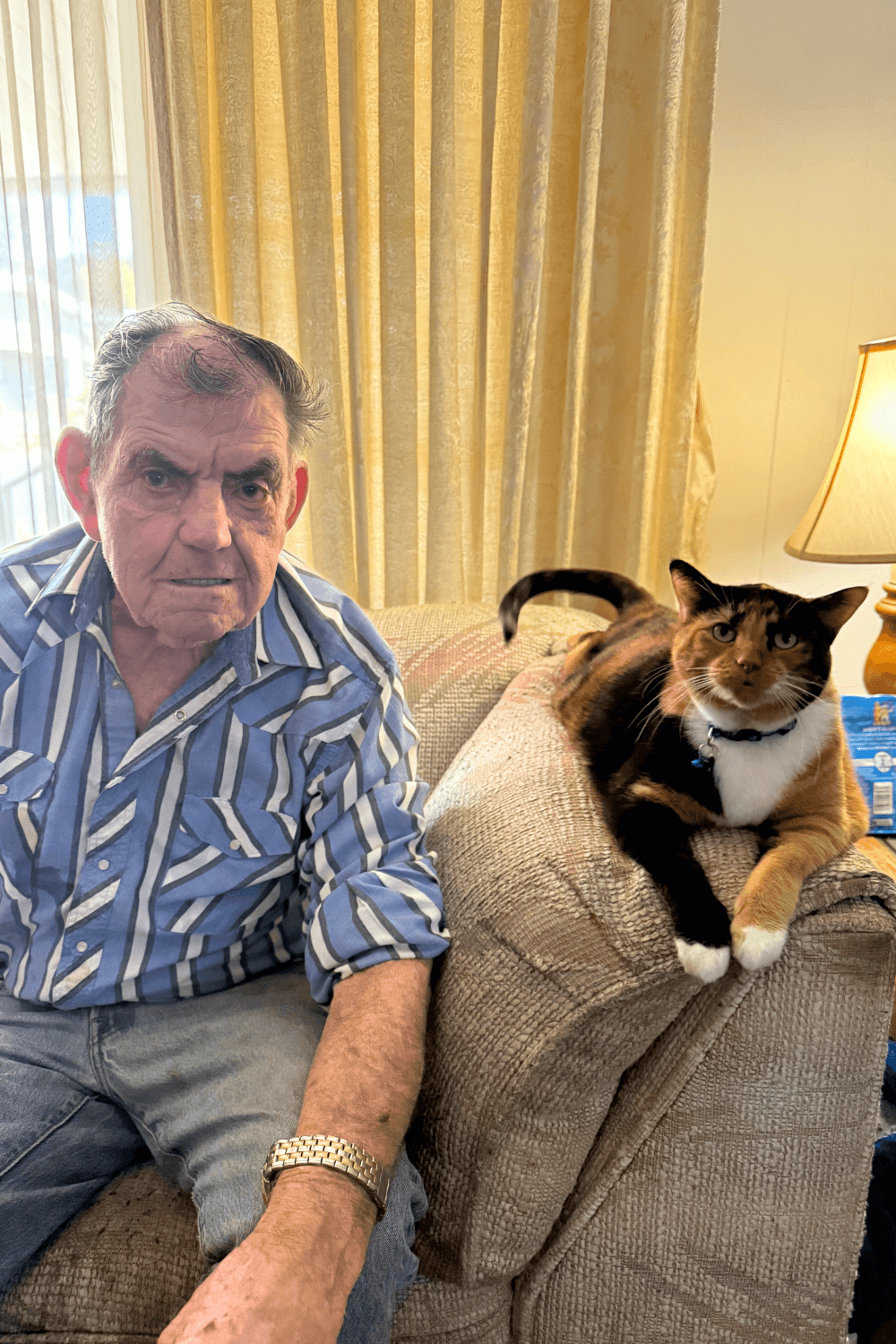 How an old abandoned cat became a widowed Vietnam veteran's lifeline