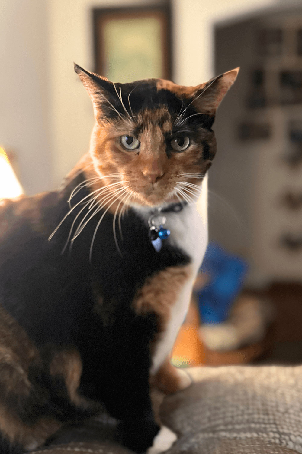 How an old abandoned cat became a widowed Vietnam veteran's lifeline