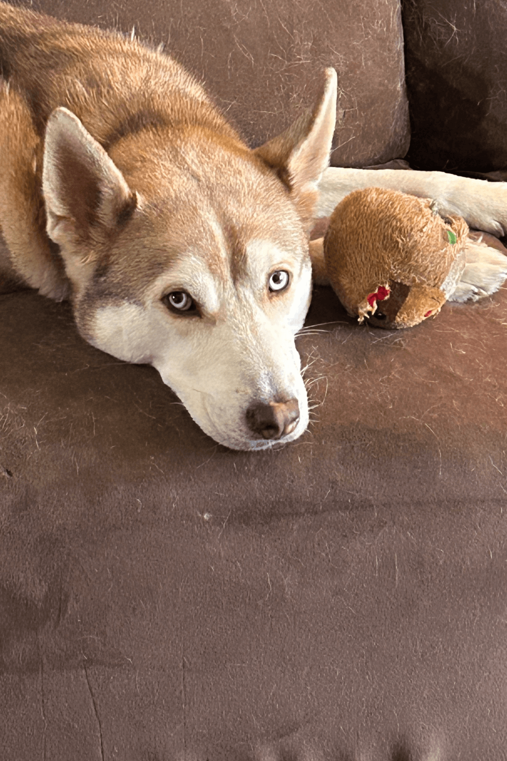 Vietnam veteran's homecoming now includes a rescue dog