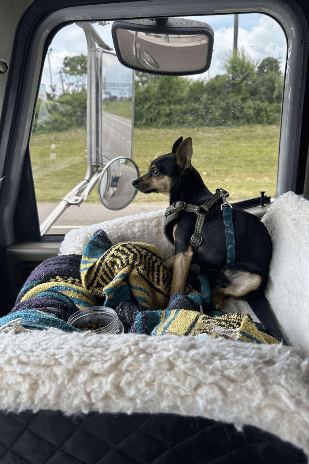 From shelter to shotgun—my ride to forever