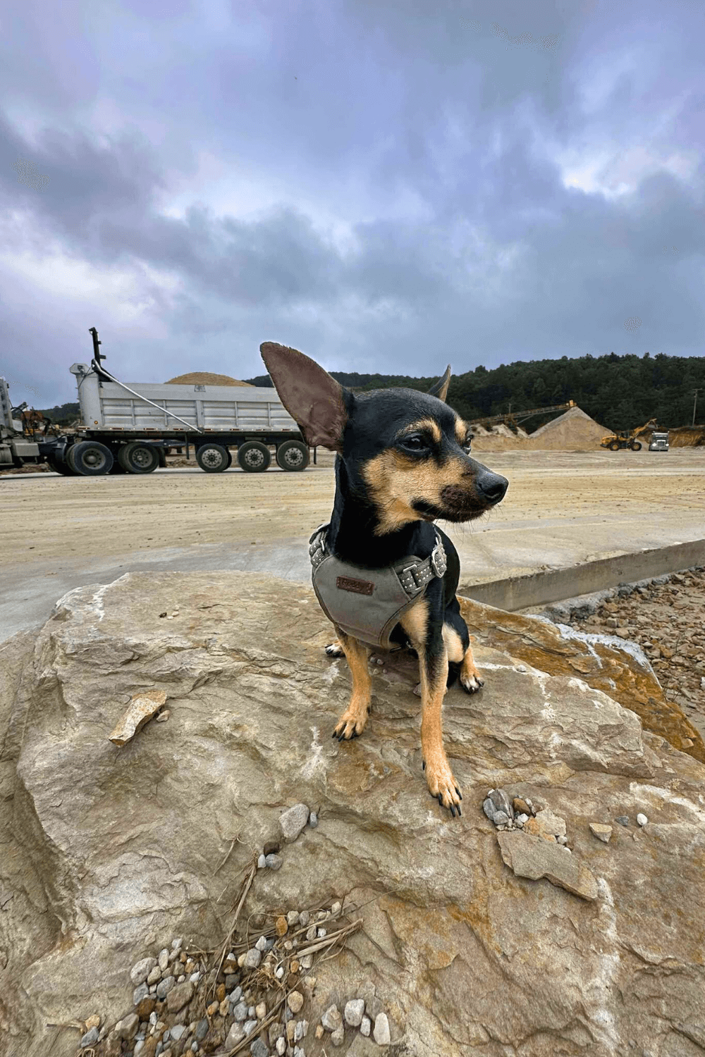 From shelter to shotgun—my ride to forever