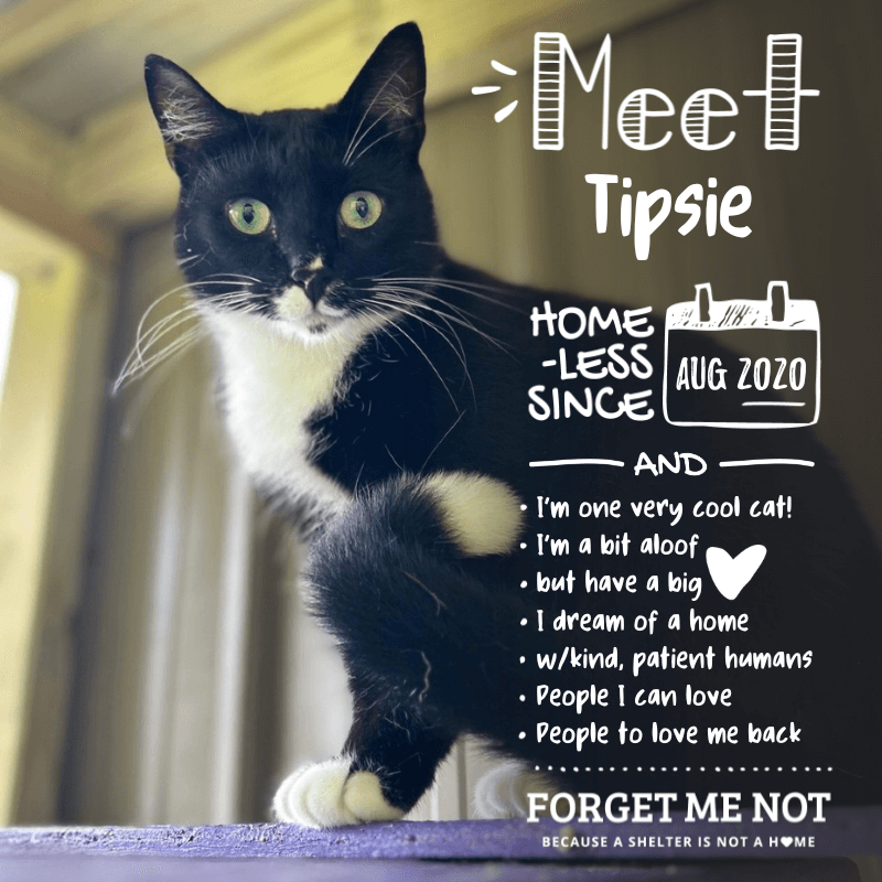 Tipsie