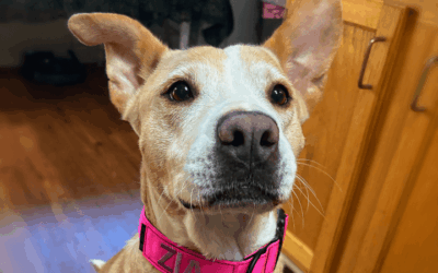 Dog saved from looming hurricane is a veteran’s unlikely next pet