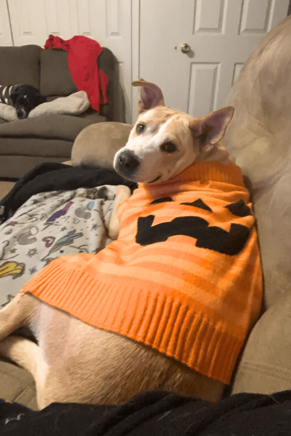 Dog saved from looming hurricane is a veteran's unlikely next pet